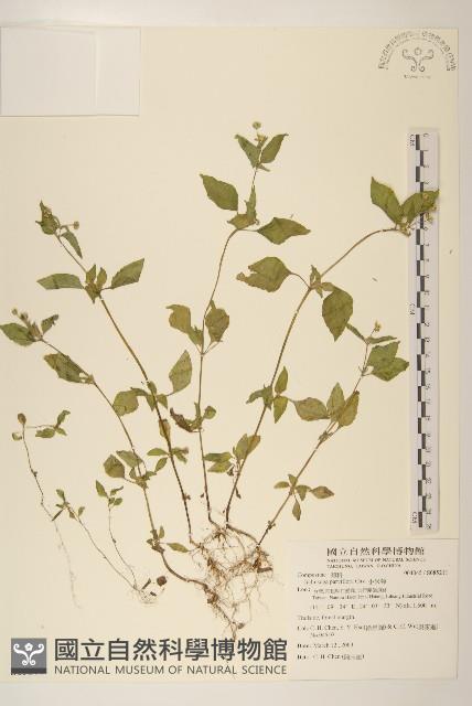 小米菊藏品圖，第1張