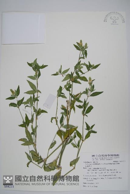 狹葉爵床藏品圖，第1張