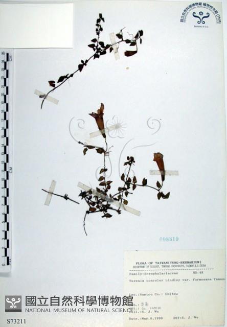 倒地蜈蚣、四角銅鑼藏品圖，第1張