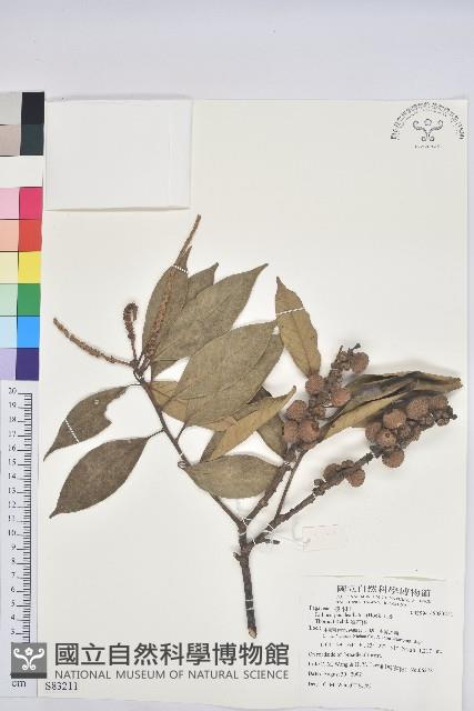 滇石櫟藏品圖，第1張