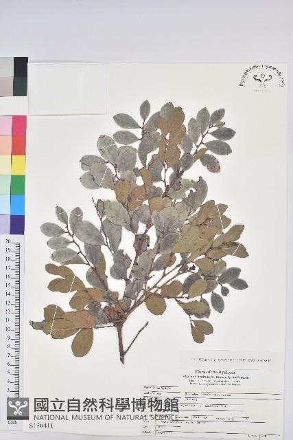 倒卵葉算盤子藏品圖，第1張