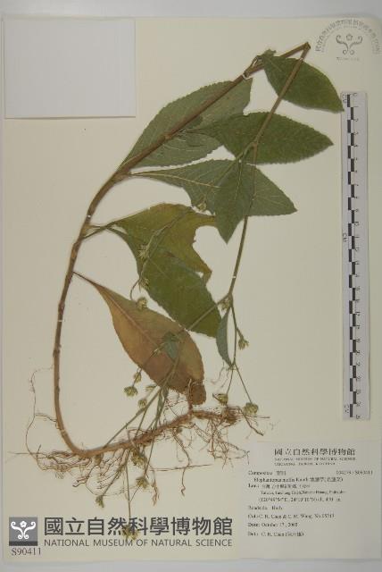 地膽草、毛蓮菜藏品圖，第1張