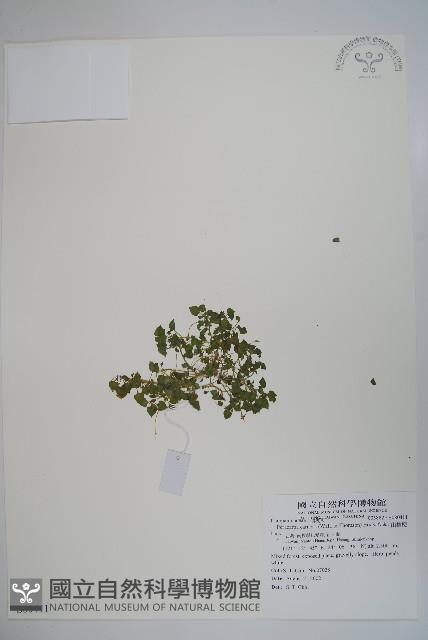 山桔梗藏品圖，第1張