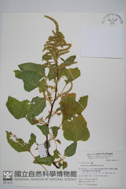 青莧藏品圖，第1張