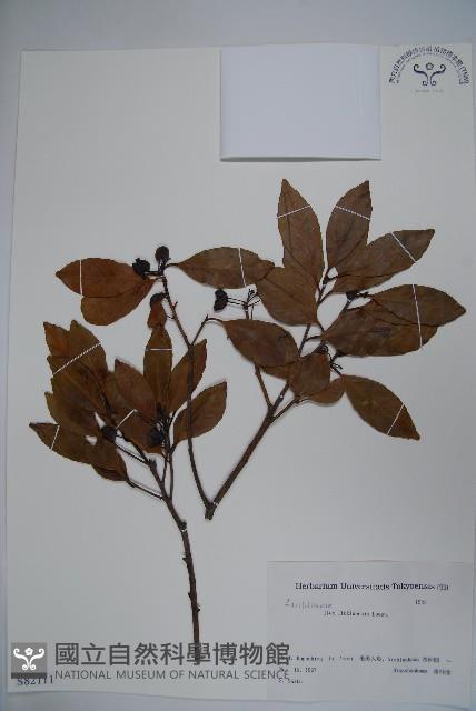 登錄號:S082111藏品圖，第1張