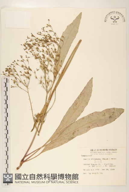 兔仔菜藏品圖，第1張