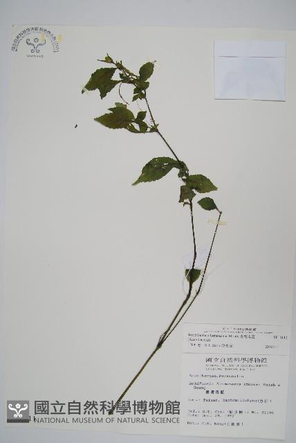 臺灣馬藍藏品圖，第1張