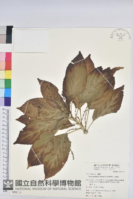 假鐵莧藏品圖，第1張