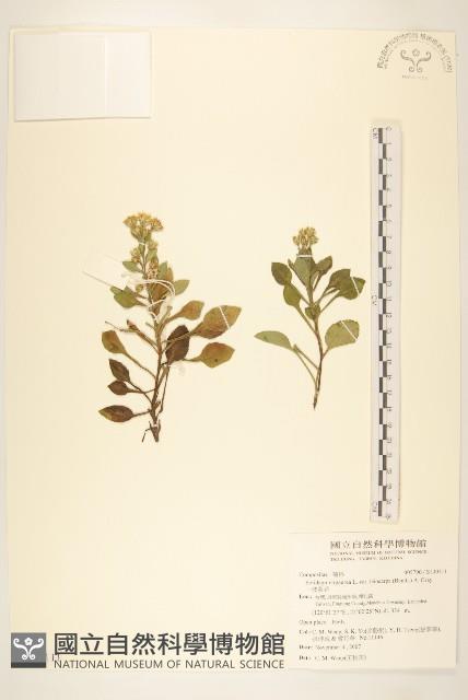 一枝黃花藏品圖，第1張