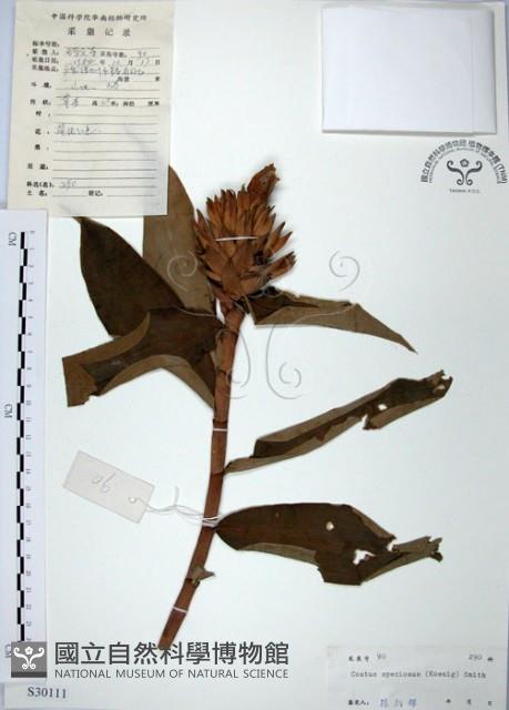 絹毛鳶尾、閉鞘薑藏品圖，第1張