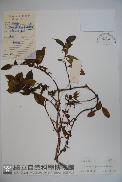 忍冬、金銀花藏品圖，第1張