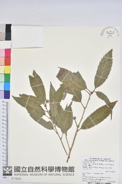 狹葉櫟藏品圖，第1張