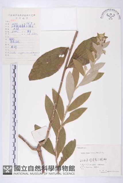 羊耳菊藏品圖，第1張