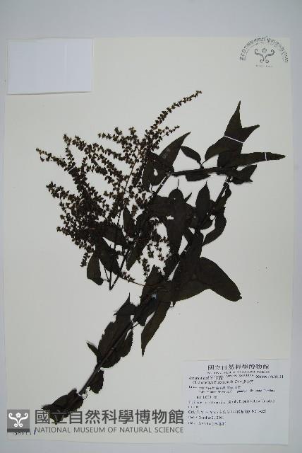 漿果莧藏品圖，第1張