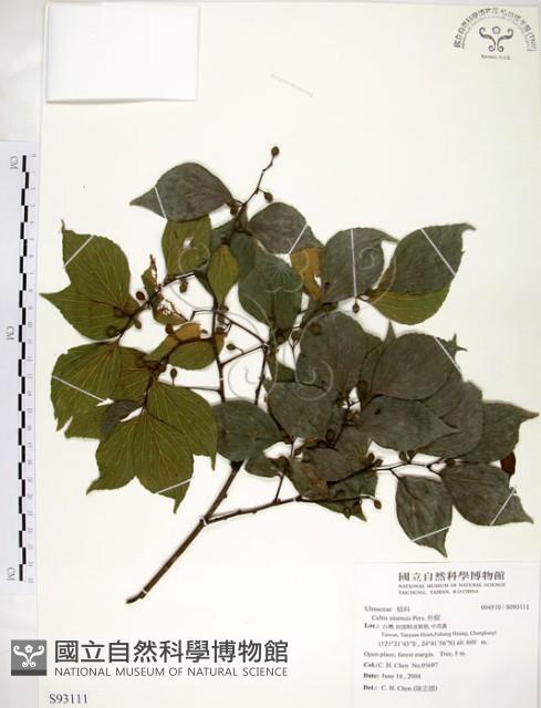 朴樹藏品圖，第1張