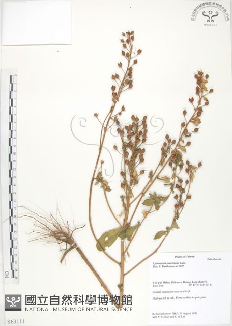 茅毛珍珠菜藏品圖，第1張