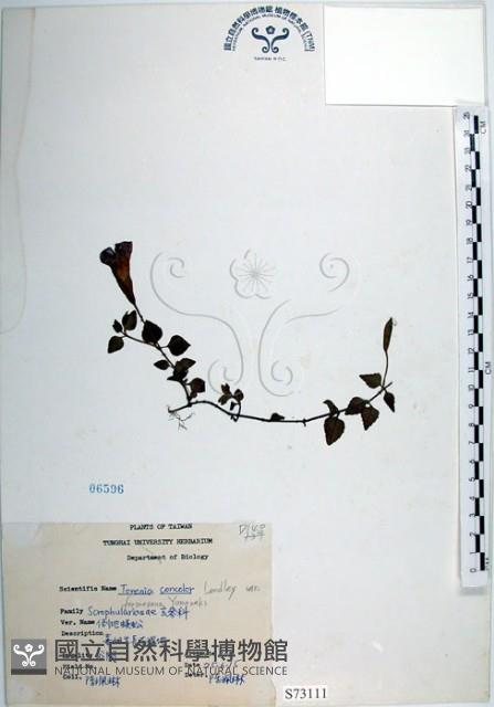 倒地蜈蚣、四角銅鑼藏品圖，第1張