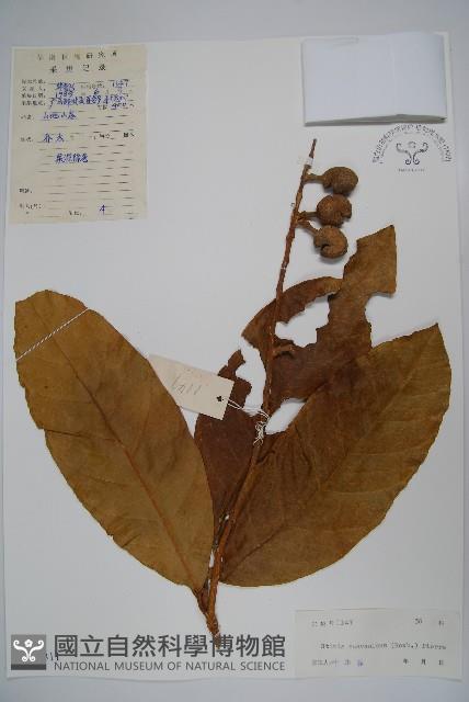 六萼藤藏品圖，第1張