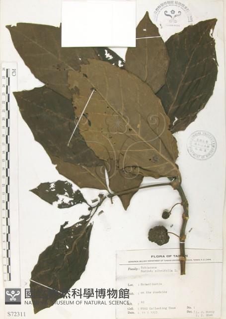 檄樹、諾麗果藏品圖，第1張