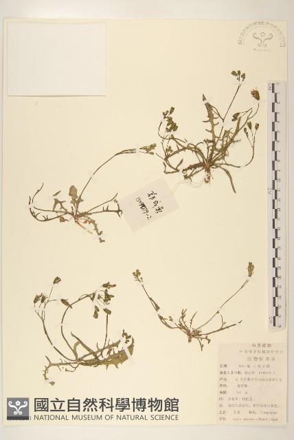 兔仔菜藏品圖，第1張
