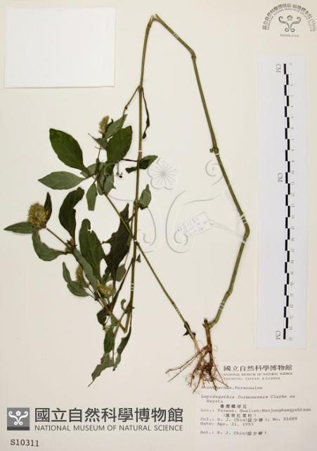 臺灣鱗球花藏品圖，第1張