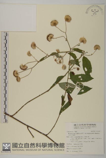 大頭艾納香藏品圖，第1張