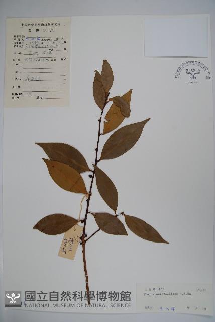 厚葉冬青藏品圖，第1張