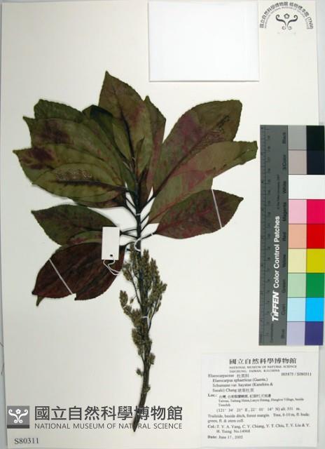 球果杜英、早田氏杜英藏品圖，第1張