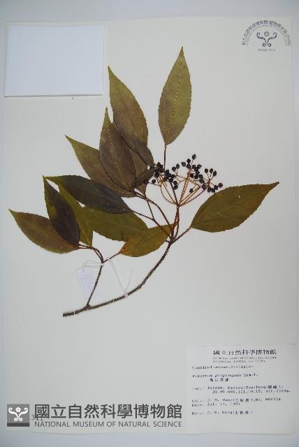 高山莢迷藏品圖，第1張