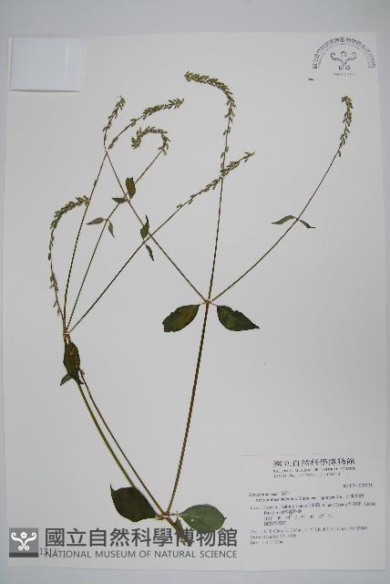 日本牛膝藏品圖，第1張