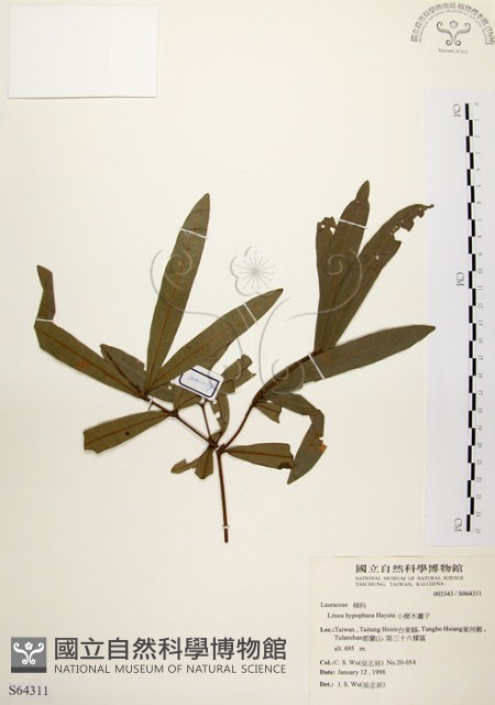 黃肉樹, 小梗木薑子藏品圖，第1張