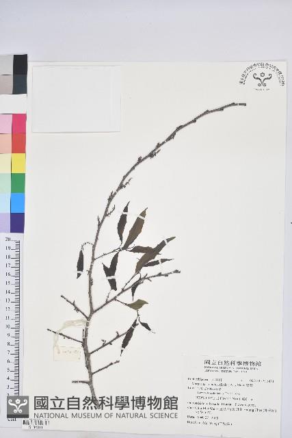 紫黃藏品圖，第1張