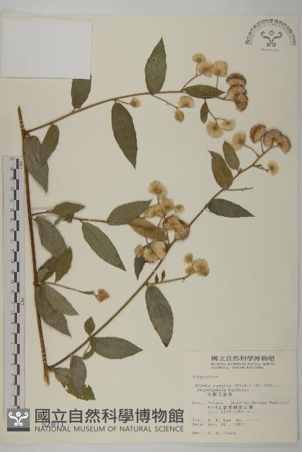 大頭艾納香藏品圖，第1張