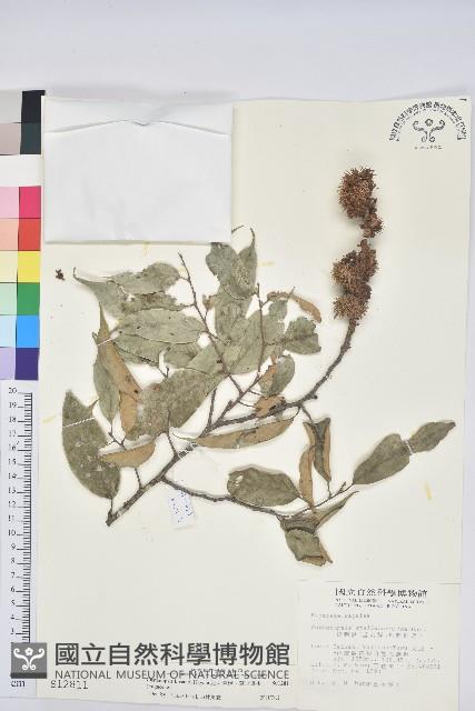 細刺苦櫧、草野錐果藏品圖，第1張