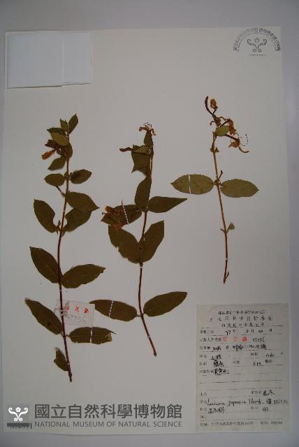 忍冬、金銀花藏品圖，第1張