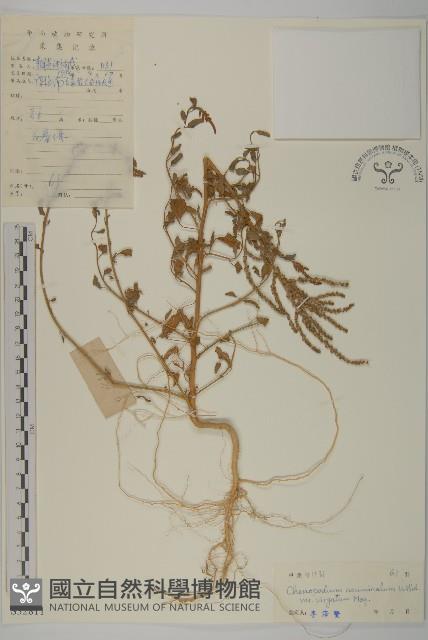 變葉藜、毛綠珠藜藏品圖，第1張