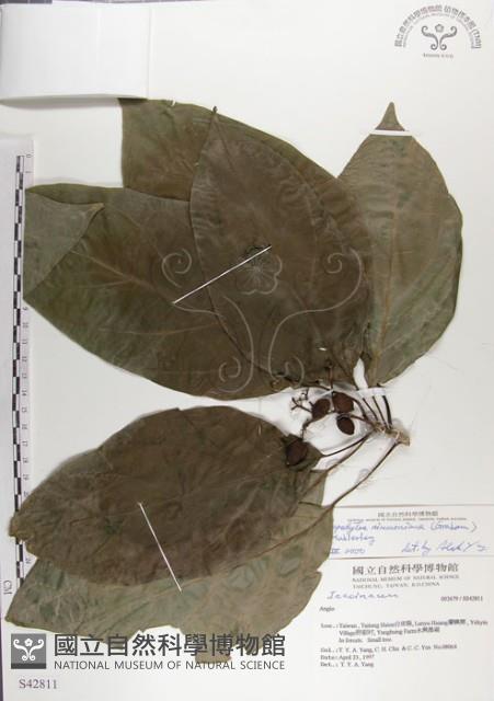 青脆枝藏品圖，第1張