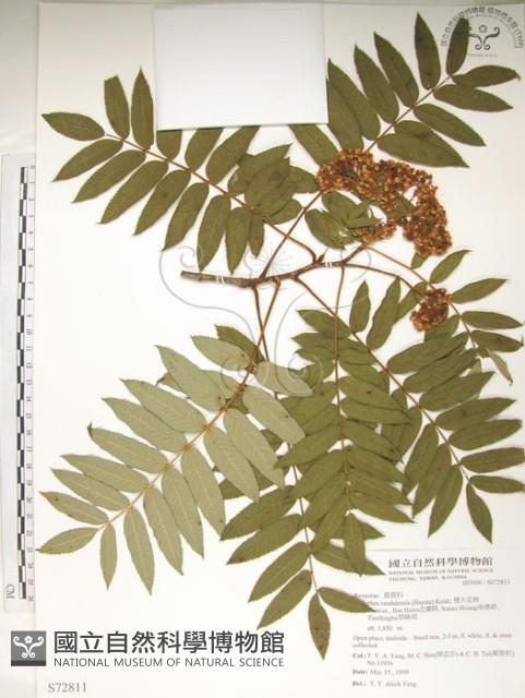 巒大花楸藏品圖，第1張