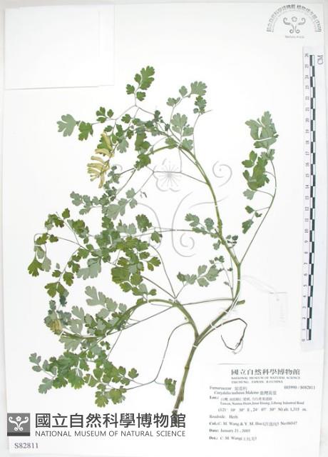 臺灣黃菫藏品圖，第1張