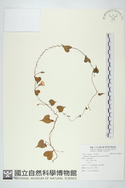 野牽牛藏品圖，第1張