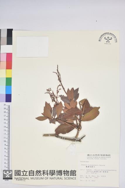 臺灣馬醉木藏品圖，第1張