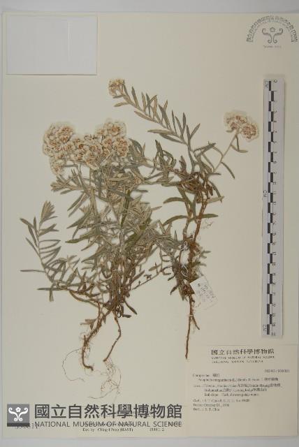 玉山抱莖籟簫藏品圖，第1張