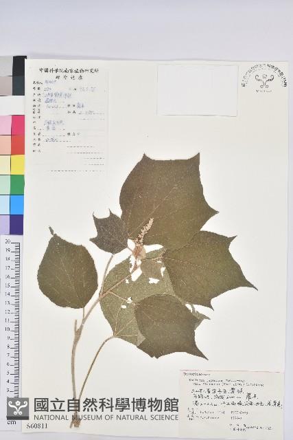 登錄號:S060811藏品圖，第1張