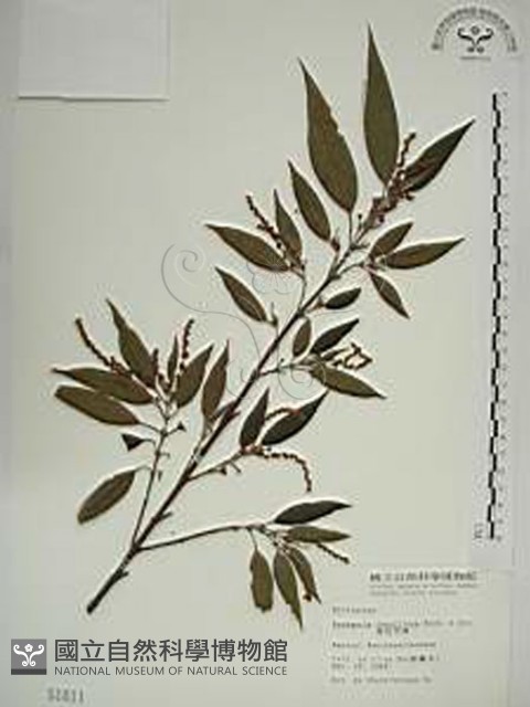密花苧麻、木苧麻藏品圖，第1張