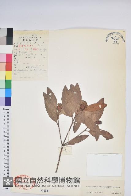 鮮黃杜鵑藏品圖，第1張