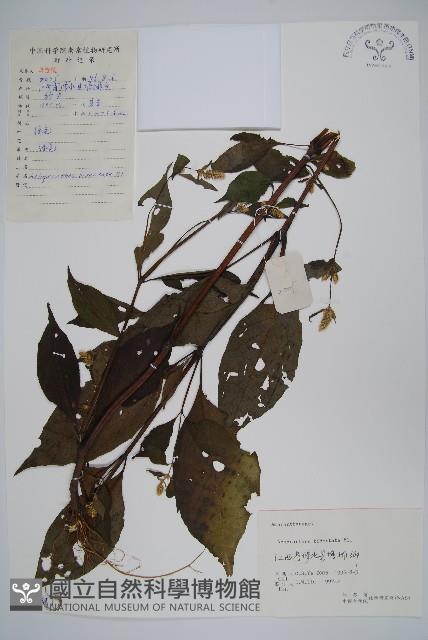 牛膝藏品圖，第1張