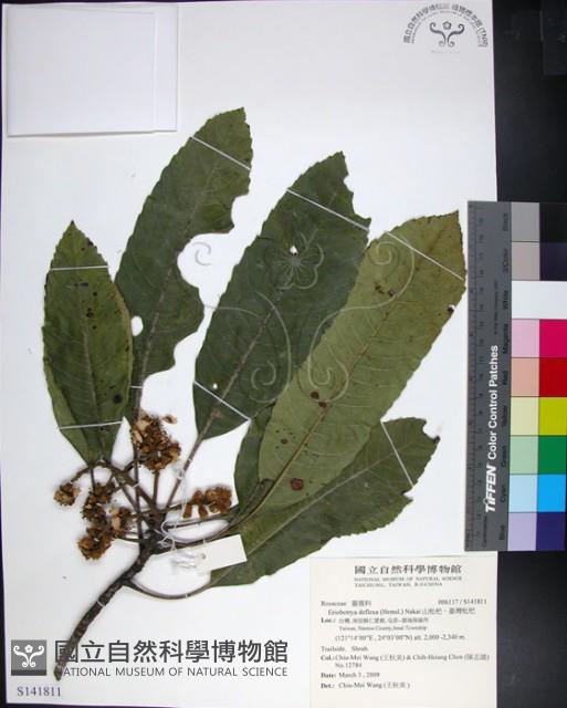 山枇杷、臺灣枇杷藏品圖，第1張