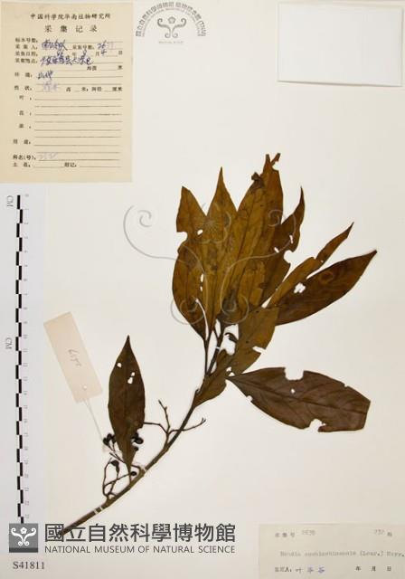 茜草樹藏品圖，第1張