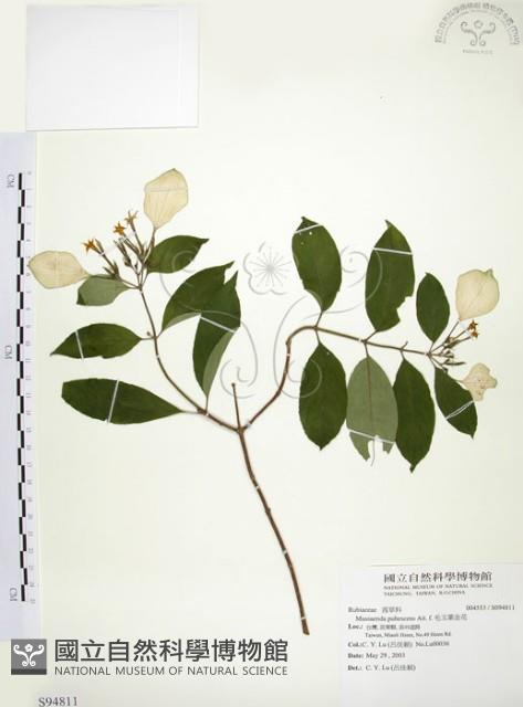 毛玉葉金花藏品圖，第1張