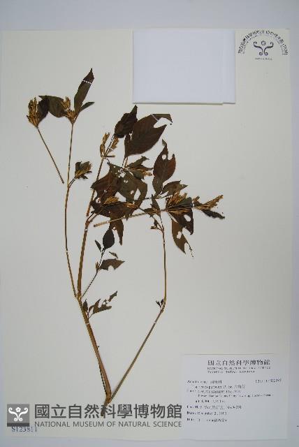 六角英, 槍刀菜藏品圖，第1張